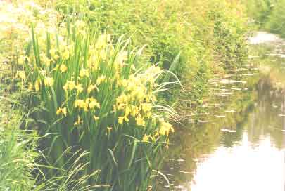 Yellow Iris